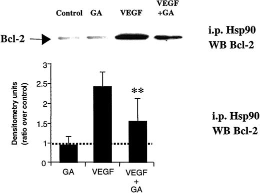 Fig. 5. VEGF promotes Bcl-2 binding to Hsp90. / Cell extracts were immunoprecipitated with an antibody against Hsp90 and probed with an antibody against Bcl-2. After 12 hours of stimulation, VEGF promoted Bcl-2 binding to Hsp90, an effect that was partially blocked by coincubating the cells with GA (0.02 μM). Western blotting results were quantified by densitometry and are shown as the ratio between densitometry values in treated versus untreated (control) cells. Each experiment was repeated 3 times, and the SD between the different ratios was calculated and is shown. Double asterisks indicate GA significantly blocks Bcl-2 binding to Hsp90 (P < .05).
