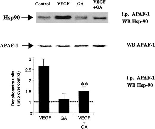 Fig. 6. VEGF promotes Hsp90 binding to APAF-1. / Cell extracts were immunoprecipitated using an APAF-1–specific antibody and probed with a Hsp90-specific antibody. APAF-1 binding to Hsp90 was seen after VEGF stimulation for 12 hours. As a protein loading control, total APAF-1 levels are also shown. Coincubation with GA blocked the effects of VEGF, as seen for Bcl-2. Western blotting results were quantified by densitometry and are shown as the ratio between densitometry values in treated versus untreated (control) cells. Each experiment was repeated 3 times, and the SD between the different ratios was calculated and is shown. Double asterisks indicate GA significantly blocks APAF-1 binding to Hsp90.
