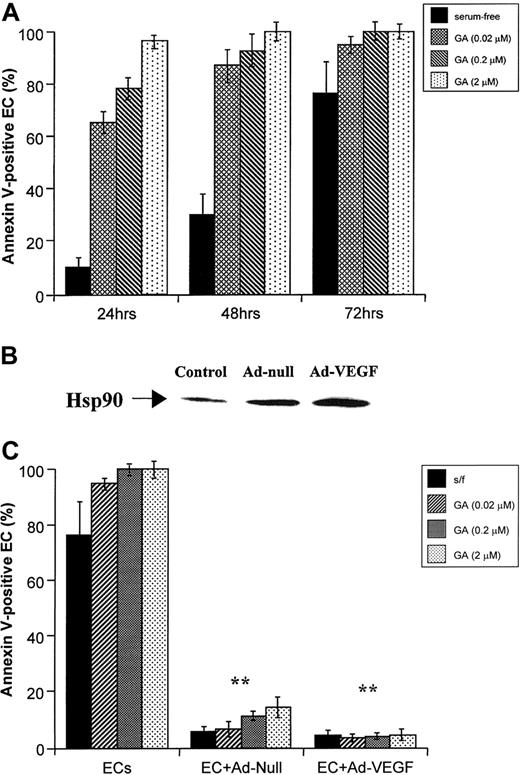 Fig. 8. Effect of VEGF/VEGFR autocrine loop on ECs. / (A) EC survival in serum-free conditions or in the presence of different concentrations of GA is shown. ECs were cultured in serum-free RPMI and left untreated or treated with GA, for a 72-hour period. Apoptotic cells were determined by annexin V staining, as described in “Materials and methods.” Results are shown as a percentage of apoptotic (annexin V+) cells. Each determination was done in triplicate. (B) Infection of ECs with adeno-VEGF induces Hsp90 expression. Total protein extracts were obtained from noninfected (control), adeno-null–infected, or adeno-VEGF–infected ECs, after 12 hours of culture in serum-free conditions. Results show Hsp90 levels, as determined by Western blotting. (C) ECs infected with adeno-null or adeno-VEGF are resistant to serum-free and GA-induced apoptosis. Noninfected, adeno-null–infected or adeno-VEGF–infected ECs were cultured for 72 hours in serum-free conditions, or with increasing concentrations of GA (0.02, 0.2, and 2 μM). Apoptotic cells (as determined by annexin V staining) were quantified after 72 hours. Results are shown as a percentage of apoptotic cells, and each determination was done in triplicate. Adeno-VEGF–infected cells survived significantly longer in serum-free conditions or after treatment with GA (**P < .05).