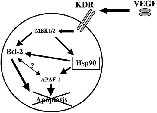Fig. 9. Proposed model of the effects of VEGF on VEGFR+ cells such as subsets of leukemias. / Patients with leukemia have elevated circulating VEGF levels, which, in an autocrine or paracrine fashion, may stimulate VEGFR-2 (KDR) resulting in activation of the MAP kinase pathway and increased Hsp90 levels. Hsp90 in turn promotes survival of leukemic cells by binding APAF-1 and Bcl-2, thereby inhibiting apoptosis. Whether there is a direct interaction between Hsp90, APAF-1, and Bcl-2 is still not established.