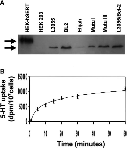 Fig. 6. BL cells express the serotonin transporter. / (A) Western blotting analysis for the expression of human SERT protein in HEK 293 cells transfected with human SERT, HEK 293 wild-type cells, and BL lines. Upper band indicates ectopically expressed human neuronal SERT (apparent molecular weight of 90 kd). Lower arrow indicates the approximate 70-kd hSERT immunoreactive protein in BL cells. The blot shown is representative of 3 different experiments. (B) 5-HT uptake was assayed for 0 to 60 minutes at 37°C, at a substrate concentration of 500 nM, in 2 × 105 L3055 cells. Data are the mean ± standard error of 4 experiments.