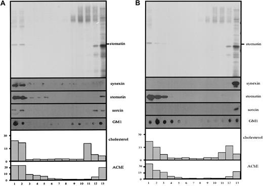 Fig. 4. Ca++-dependent association of synexin and sorcin with microvesicular lipid rafts. / Microvesicles prepared according to method B (10-minute low-speed centrifugation) were lysed with cold 1% Triton X-100 in TBS, in the presence of Ca++ or EDTA, and subjected to discontinuous density gradient centrifugation. Thirteen fractions were collected from the top, and aliquots were analyzed by 12% polyacrylamide gel electrophoresis/silver staining (panel A) and immunoblotting (panel B), as indicated, and for AChE activity and cholesterol content (percentage of total).