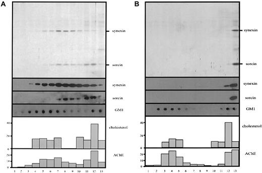 Fig. 5. Ca++-dependent association of synexin and sorcin with nanovesicular lipid rafts. / Nanovesicles prepared according to method B (ultracentrifugation) were lysed with cold 1% Triton X-100 in TBS, in the presence of Ca++ or EDTA, and subjected to discontinuous density gradient centrifugation. Thirteen fractions were collected from the top, and aliquots were analyzed by 12% polyacrylamide gel electrophoresis/silver staining (panel A) and immunoblotting (panel B), as indicated, and for AChE activity and cholesterol content (percentage of total).