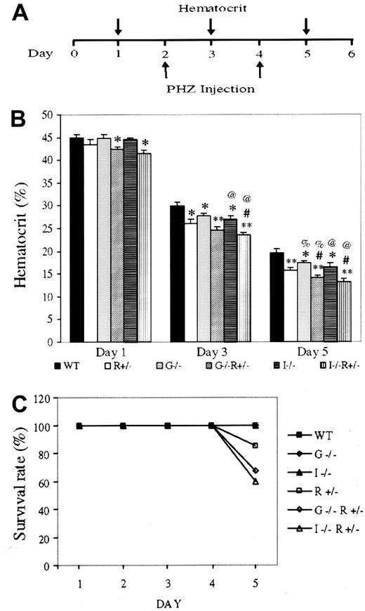 Fig. 1. Anemia induction and lethality in gene-targeted mice. / (A) Schematic of anemia induction regime. (B) Hematocrits of 10- to 12-week-old, weight-matched female mice having undergone the aforementioned treatment. Results (average ± SEM) are based on 5 separate experiments using at least 5 mice per genotype per experiment. Compared with same-day WT hematocrit, * and ** denoteP < .05 and < .005, respectively. # representsP < .05 forIL-3−/−;EpoR+/− orGM-CSF−/−;EpoR+/−, when compared with EpoR+/− hematocrit; % and @ represent P < .05 when comparing WT mice with mice lacking GM-CSF or IL-3, respectively. (C) Survival rates after PHZ injection. Results are based on the cumulative studies of at least 30 mice per genotype.