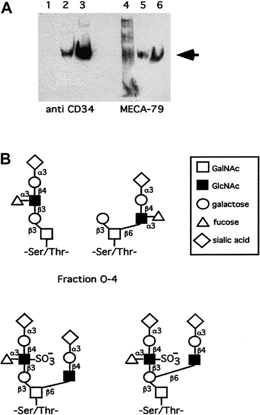 Fig. 1. Isolation and characterization of CD34 and its glycans. / (A) Western blot shows that human tonsillar endothelial CD34 reacts with MECA-79. Lanes 1 and 4 are after the WGA column, lanes 2 and 5 after the CD34 mAB 581 column, and lanes 3 and 6 after desalting and concentration. The arrow indicates the CD34 at 105 kd. (B) Proposal for structures of human tosillar high endothelial CD34 O-glycans of the sLex containing fraction O-4 and sulfated sLex containing fraction O-9. The latter putatively bears both 6-sulfo-sLex and MECA-79 epitopes.