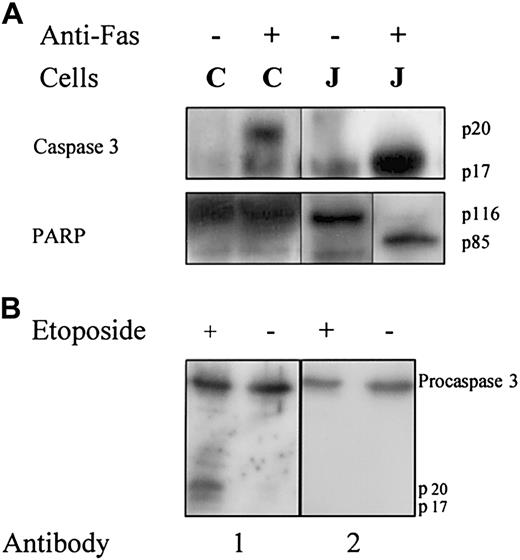 Fig. 1. Western blotting to detect cleaved forms of caspase 3 and PARP. / (A) HSC536N cells (C) and Jurkat cells (J) were treated with anti-Fas antibody for 6 hours and analyzed for the p20 and p17 cleaved forms of caspase 3 (top), and the p85 cleaved form of PARP (bottom). Note an artefact band migrating faster than p85 PARP is present in treated and untreated cells. (B) Jurkat cells were treated with etoposide for 6 hours and analyzed for the p20 and p17 cleaved forms of caspase 3 using Pharmingen antibody catalog no. 65906E1 or Transduction Laboratories antibody C31720.2