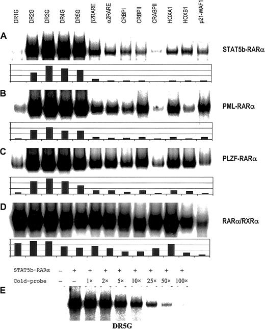 Fig. 1. RARE binding by homodimers of APL fusion proteins. / Binding of homodimers of STAT5b-RARα (A), PML-RARα (B), and PLZF-RARα (C) and heterodimers of RARα/RXRα (D) to a series of RAREs. Gel-shift assays were performed with in vitro translated proteins using the following radiolabeled probes: synthetic RARE, DR1, 2, 3, 4 and 5G,40 β2 RARE (DR5T) from the human RARB gene,30 α2 RARE from the human RARA gene,59 the natural enhancer elements from the rat cellular retinal-binding protein type I gene (CRBPI),60 the rat cellular retinal-binding protein type II gene (CRBPII),61 the murine cellular RA-binding protein gene (CRABPII),62HOXA1 gene,63 HOXB1gene64 and p21-WAF1gene.65 Equivalent amounts of in vitro translated protein and labeled oligonucleotide were added to each binding reaction. The results of quantitative analysis using ImageQuant software are shown below each autoradiogram. In panel E, radiolabeled DR5G was incubated with in vitro translated STAT5b-RARα and the indicated fold excess unlabeled DR5G followed by gel-shift assay.