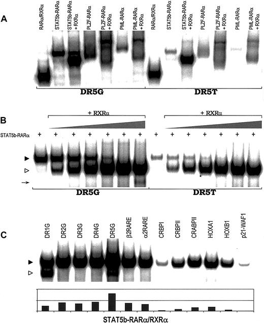 Fig. 2. RARE binding by heterodimers of APL fusion proteins. / (A) Binding of heterodimers containing RXRα and STAT5b-RARα, PLZF-RARα, PML-RARα, or wild-type RARα to 2 RAREs, DR5G and DR5T. (B) STAT5b-RARα/RXRα heterodimer formation and RARE binding with increasing concentration of RXRα. In vitro translated STAT5b-RARα protein (2.0 μL) was incubated without or with in vitro translated RXRα protein (0, 0.05, 0.1, 0.2, 0.5, 1.0, and 2.5 μL). Gel-shift assays were performed using 2 RAREs, DR5G and DR5T. The location of the STAT5b-RARα homodimer band is indicated by the filled triangle; the location of the STAT5b-RARα/RXRα heterodimer composed of one molecule of STAT5b-RARα plus one molecule of RXRα is indicated by the unfilled triangle. The arrow indicates the position of the RXRα homodimer binding to DR5G. (C) STAT5b-RARα/RXRα heterodimer can bind a series of RAREs. STAT5b-RARα/RXRα heterodimer is indicated by the filled triangle; RXRα homodimer is indicated by the unfilled triangle.