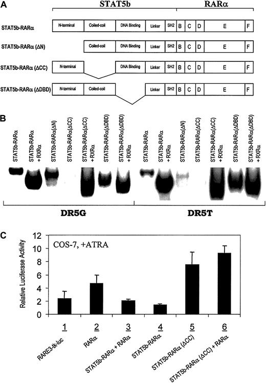 Fig. 3. Requirement of the coiled-coil domain of STAT5b-RARα for RARE binding and transcription activation. / (A) Schematic illustration of wild-type and mutated STAT5b-RARα constructs. (B) Gel-shift assays with wild-type and mutant STAT5b-RARα using 2 RAREs, DR5G and DR5T. (C) Transactivational activities of wild-type and mutant STAT5b-RARα in COS-7 cells. Following transfection with the indicated constructs, cells were cultured in medium with 10−6 M ATRA for 24 hours. Luciferase activity was normalized for transfection efficiency using a β-galactosidase reporter plasmid. The results presented are the mean ± SD of triplicate wells and are representative of 3 separate experiments.