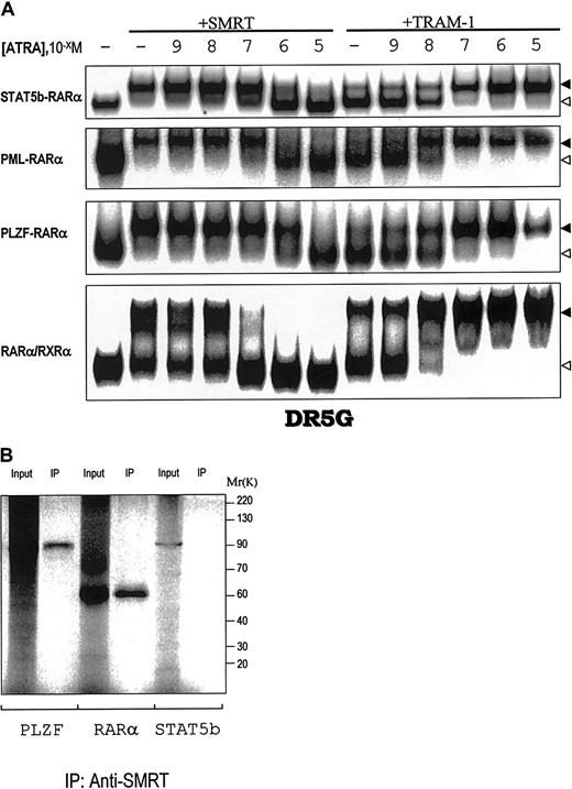 Fig. 4. Interactions of STAT5b-RARα, PML-RARα, and PLZF-RARα and wild-type RARα/RXRα with the CoR SMRT and CoA TRAM-1. / (A) The in vitro translated proteins indicated on the left were incubated with or without SMRT or TRAM-1 as indicated and the radiolabeled RARE, DR5G. The location of the complex containing the chimeric or wild-type receptor plus SMRT/TRAM-1 is indicated by the solid triangle; the location of the chimeric or wild-type receptor alone is indicated by the open triangle. (B) SDS-PAGE and autoradiography were performed on in vitro translated and35S-methionine–labeled PLZF, RARα, or STAT5b alone or following incubation with SMRT and immunoprecipitation with SMRT antibody as indicated.