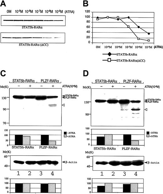 Fig. 5. Effect of ATRA on interactions STAT5b-RARα with GST-SMRT and on STAT5b-RARα stability. / Radiolabeled wild-type or mutant STAT5b-RARα was incubated with GST-SMRT in the presence of the indicated concentrations of ATRA. After absorption with glutathione Sepharose, the proteins were separated and analyzed by autoradiography (A) and PhosphorImager analysis (B). COS-7 cells (C) and HeLa cells (D) were transiently transfected with STAT5b-RARα or PLZF-RARα and incubated without (lanes 1 and 3) or with (lanes 2 and 4) 10−6 M ATRA for 24 hours. Cells were lysed; proteins were separated by SDS-PAGE and immunoblotted with RARα antibody (upper panel) as well as β-actin antibody (bottom panel), which was used as loading control. Densitometry analysis is presented below each immunoblot. The results shown are representative of up to 3 separate experiments. The empty triangle to the right of each upper panel indicates presumed proteolytic fragments of PLZF-RARα.