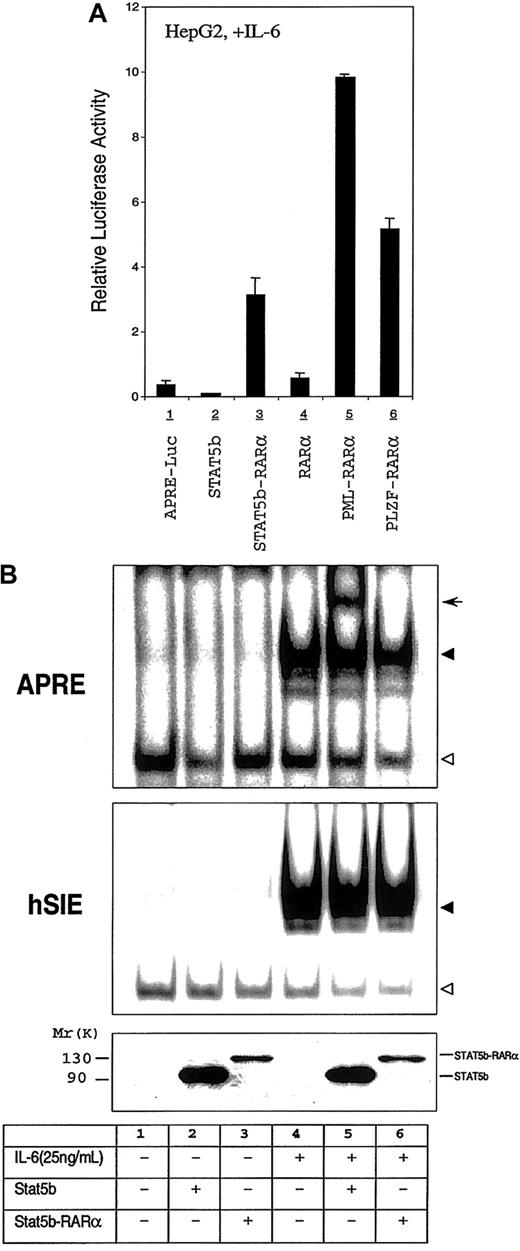 Fig. 6. Effect of STAT5b-RARα and other APL fusion proteins on the STAT3 transcriptional and DNA binding activity. / (A) Transactivation activities of STAT5b, STAT5b-RARα, RARα, PML-RARα, and PLZF-RARα in HepG2 cells. HepG2 cells were transiently transfected with 500 ng of APRE-luciferase reporter gene, 500 ng of β-galactosidase expression vector, and 2.0 μg STAT5b, STAT5b-RARα, RARα, PML-RARα, and PLZF-RARα. Transfected cells were stimulated with IL-6 (25 ng/mL) for 24 hours. Luciferase activity was measured and normalized for transfection efficiency using a β-galactosidase reporter construct. Data represent the mean ± SD of 5 separate experiments. The luciferase activity shown in lane 1 is increased 120-fold over the activity of identical cells incubated without IL-6 (not shown). (B) Gel-shift assays with WCEs from HepG2 cells transiently transfected with STAT5b or STAT5b-RARα. Transfected cells were incubated without or with IL-6 (25 ng/mL) for 30 minutes. The APRE (upper panel) and the hSIE (middle panel) were used as duplex oligonucleotide probes in this study. The location of the specific STAT3/DNA complex (upper panel and middle panel) and STAT5b/DNA (upper panel, lane 5) are indicated by the solid triangle and arrow, respectively; the empty triangle indicates the location of a nonspecific band. Levels of protein expression in the transiently transfected cells were determined by immunoblotting with the antibody against the N-terminal region of STAT5b (bottom panel).