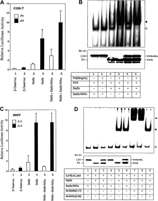 Fig. 7. Effect of STAT5b-RARα on STAT5b transcriptional and DNA binding activity. / (A) COS-7 cells were transiently transfected with the human prolactin receptor, a β-casein–luciferase reporter gene construct, and STAT5b with or without STAT5b-RARα. Transfected cells were stimulated without or with ovine prolactin (500 ng/mL) for 24 hours. Luciferase activity was measured and normalized for transfection efficiency using a β-galactosidase reporter construct. Data presented represent the mean ± SD of 3 separate experiments. (B) Gel-shift assays were performed using the PRE and WCEs of transiently transfected COS-7 cells that were incubated without or with prolactin (500 ng/mL) for 30 minutes. The location of the specific STAT5b/DNA complex is indicated with the solid triangle; a nonspecific band is indicated with the empty triangle. The level of protein expression, determined by immunoblotting with antibody against STAT5b, is shown in the bottom panel. (C) 293T cells were transiently transfected with the human β-casein–luciferase reporter gene construct and expression constructs for IL-2Rβ, γC, Jak3, and STAT5b with or without STAT5b-RARα. Transfected cells were incubated without or with IL-2 (50 ng/mL) for 24 hours. Luciferase activity was measured and normalized for transfection efficiency using a β-galactosidase reporter construct. Data presented represent the mean ± SD of 4 separate experiments. (D) Gel-shift assays were performed using the PRE and WCEs from IL-2R reconstituted and transiently transfected COS-7 cells that were incubated without or with IL-2 (50 ng/mL) for 30 minutes. The location of the specific STAT5b/DNA complex is indicated with the solid triangle; a nonspecific band is indicated with the empty triangle. The arrow indicates the position of the supershifted band. Levels of protein expression, determined by immunoblotting with antibody against STAT5b, are shown in the bottom panel for lanes 1 through 6.