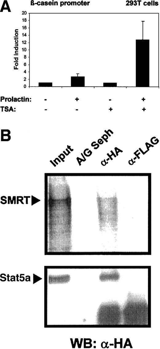 Fig. 5. Stat5-dependent β-casein promoter activity is enhanced in the presence of TSA. / (A) 293T cells were transfected in triplicates with 0.6 μg reporter plasmid (β-casein promoter luciferase) together with the expression plasmids for mStat5a, (pXM-Stat5a; 0.6 μg), and prolactin receptor (pcDNA3-prolactin receptor; 0.3 μg) using a calcium phosphate method. Cells were stimulated with or without 5 μg/mL prolactin and 200 nM TSA and equal amounts of the cell lysates were assayed for luciferase activity. Luciferase activity assayed in cells treated with prolactin was given as fold induction over values obtained without prolactin, which were set as 1. Transcriptional induction is given as the mean and SD of 5 experiments. The corepressor SMRT binds to wild-type Stat5a. (B) Cellular extracts from 293T cells transfected with 5 μg HA-tagged Stat5a expression plasmid (pXM-HA-Stat5a) were incubated with radiolabeled SMRT. Subsequent immunoprecipitations were performed with anti-HA monoclonal antibody (α-HA), anti-FLAG antibody (α-Flag), or protein A/G Sepharose alone (A/G Seph). Radiolabeled SMRT protein was detected on a dried gel in extracts precipitated with α-HA antibody, whereas Stat5a was detected by Western blot using anti-HA antibody and both were compared to 10% input.
