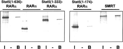 Fig. 6. The coiled-coil domain of Stat5 induces homodimerization of Stat5-RARα fusion proteins and binding to SMRT. / (A) Radiolabeled Gal4-Stat5-RARα proteins and SMRT were precipitated with GST (−) or GST–Stat5(1-331) (B) fusion proteins and the bound radiolabeled fraction was compared to 10% input (I). Binding of Stat5(1-636)–RARα and Stat5(1-333)–RARα, but not RARα, to GST–Stat5(1-331) is seen, indicating that the coiled-coil domain mediates homodimerization. Furthermore, stable interaction of radiolabeled SMRT and GST–Stat5(1-331) can also be observed.