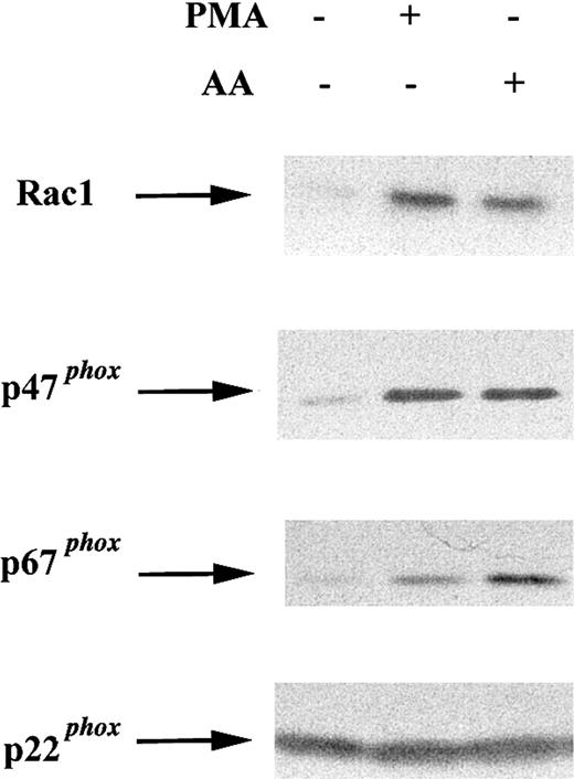 Fig. 3. Effect of soluble agonists on membrane translocation of cytosolic NADPH oxidase components in COS-phoxcells. / COS-phox cells were activated with 0.4 μg PMA (10 minutes, 37°C) or 100 μM AA (5 minutes, 37°C), as indicated. Control cells were incubated for 10 minutes at 37°C with no stimulus. Cells were disrupted in a Dounce homogenizer and fractionated over a discontinuous 20%/38% sucrose gradient. The membrane fraction (6 μg) was separated by SDS-PAGE, transferred to nitrocellulose, and probed with antibodies directed against NADPH oxidase subunits Rac1, p47phox, p67phox, and p22phox. Blots are representative of 2 independent experiments.