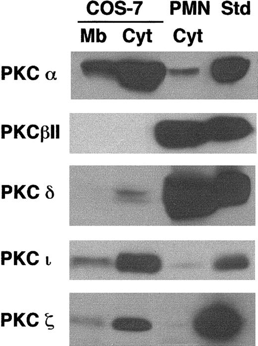 Fig. 4. Comparison of PKC isoform expression in COS-7 cells and human neutrophils. / Membrane (Mb) and cytosolic (Cyt) fractions were isolated from whole-cell lysates of human neutrophils or transgenic COS-7 cells expressing gp91phox/p22phox. Cell fractions (100 μg), along with protein standards for various PKC isoforms (50 ng), were separated by SDS-PAGE, transferred to nitrocellulose, and probed with PKC isoform-specific antibodies. The standard for PKC-ι was 13μg A431 cell lysate (Upstate). Representative blots are shown for PKC isoforms α (n = 2), βII (n = 3), δ (n = 3), ζ (n = 3), and ι (n = 3). The cytosolic fraction from wild-type COS-7 cells was also evaluated and gave results similar to those from the COS-7 cells expressing gp91phox/p22phox(not shown).