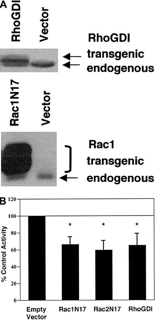 Fig. 5. Effect of dominant-negative Rac or RhoGDI expression on agonist-elicited superoxide production by COS-phoxcells. / COS-phox cells were transiently transfected with expression vectors encoding dominant-negative Rac1(T17N), Rac2(T17N), or RhoGDI. Control cells were transfected with empty pRK5 vector. Cells were analyzed 21 hours after transfection. (A) Whole-cell lysates were separated by 12% SDS-PAGE, transferred to nitrocellulose, and probed with monoclonal Ab to Rac1 or polyclonal Ab to RhoGDI. Transgenic Rac1N17 migrated more slowly than endogenous Rac1 owing to an N-terminal Myc-epitope tag, and it migrated as a doublet owing to the presence of both isoprenylated and nonisoprenylated forms. Transgenic RhoGDI migrated more slowly than endogenous RhoGDI owing to 5 extra N terminal amino acids. Blots are representative of 4 or more independent assays. (B) Cells were stimulated with 0.4 μg/mL PMA and assayed for superoxide production by the ferricytochrome c reduction assay. The activity of the control, empty vector–transfected cells was 12.2 ± 2.8 nmol O2− per 107cells per minute. Bars represent mean ± SD; n ≥ 4. *P < .01 by paired t test.