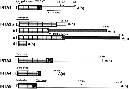 Fig. 1. IRTA family mRNAs have a conserved structural organization. / Pattern-filled boxes represent coding domains, and thin open or shaded boxes represent UTRs. The predicted site for signal peptidase cleavage is marked by an arrowhead and was derived according to the SignalIP World Wide Web server.45 The transmembrane domain prediction algorithm is described by Tusnady et al.49 LP indicates leader peptide; Ig, immunoglobulin type; TM, transmembrane; CYT, cytoplasmic domain; A(n), polyA tail; GPI, glycosylphosphatidyl inositol. Lengths of transcripts identified by Northern blot analysis using probes indicated in the figure are shown. The various 3′ UTRs of IRTA2, which result from alternative splicing, are denoted by differential shading.