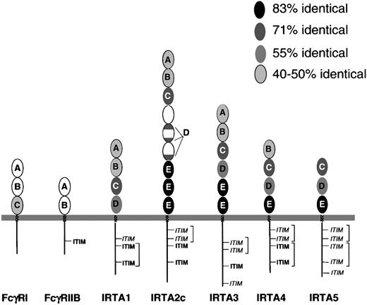 Fig. 2. IRTA family proteins have related extracellular and cytoplasmic domains, which can be grouped into domain subtypes. / Conservation and relatedness to Fc receptor family members. Ovals represent extracellular Ig superfamily domains, with IRTA domain subtype indicated by letters “A” through “E.” The extent of conservation of each domain is represented by its degree of shading, as shown in the key. Patterned rectangles represent transmembrane regions. Straight lines (not to scale) represent cytoplasmic domains. ITIM indicates immunotyrosine inhibitory motif; ITIM,immunotyrosine inhibitory motif–like sequence. Potential ITAM pairs are bracketed.