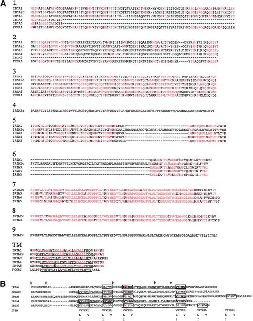 Fig. 3. Amino acid sequence homology among IRTA genes and FcγR1 varies by domain. / (A) Extracellular and transmembrane regions. Sequences were aligned using the Clustal 1.8 program46 and formatted by the Boxshade server47 with minor manual readjustments. Residues identical to the consensus (50% or more of sequences) at each position are shown in red. The hydrophobic putative membrane-spanning sequence is underlined. The charged amino acid in the IRTA5 transmembrane region is highlighted in green. (B) Alignment of the cytoplasmic domains of IRTAs 1 through 5. The ITIM consensus sequences are shown below the possible ITIM positions of the IRTA proteins. ITIMs are boxed and bold, ITIM-like sequences are boxed and italicized. ITAM-like sequences are underlined. X denotes any amino acid. Tyrosine residues are colored red. Positions corresponding to exon junctions are marked by arrows.