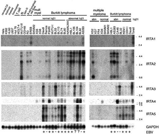 Fig. 6. The pattern of IRTA family mRNA expression in cell lines highlights a correlation of IRTA-2 deregulation with chromosome 1q21 abnormalities. / Northern blot analysis of IRTA2, IRTA3, IRTA4, and IRTA5 using 2 overlapping panels of RNA representative of the major hematopoietic lineages and containing BL cell lines of known 1q21 karyotype, 2 μg polyA RNA per lane; 5′ end probes were used for IRTA2 and IRTA4, and 3′ end probes were used for IRTA3 and IRTA5, as shown in Figure 5. Epstein-Barr virus (EBV) status is indicated on the bottom of the figure. GADPH indicates glyceraldehyde phosphate dehydrogenase.