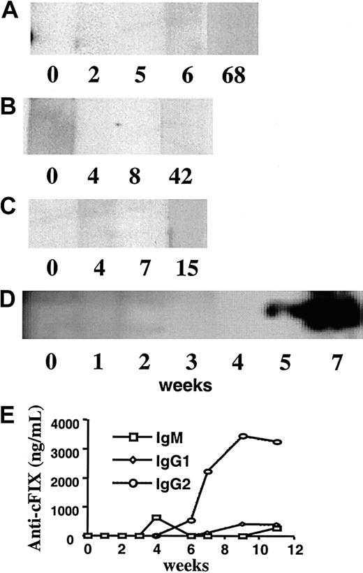 Fig. 2. Western blot analysis after infusion of AAV vector. / Western blot analysis demonstrating presence or absence of anti-cFIX IgG in hemophilia B dogs Brad (A), Semillon (B), E34 (C), and Beech (D) as a function of time after AAV vector was infused. Numbers indicate weeks after vector administration. (E) Serum levels of anti-cFIX immunoglobulins in Beech as a function of time after vector administration. Note that no anti-cFIX was detected in Brad, Semillon, or E34.