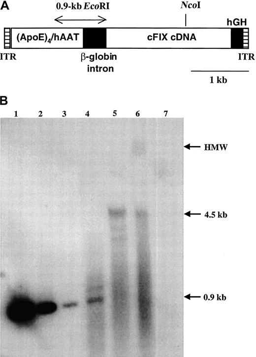Fig. 4. DNA analysis of vector sequences. / (A) Diagram of AAV-(ApoE)4/hAAT-cFIX vector. Shown are AAV2 inverted terminal repeats (ITRs), a 1.1-kb enhancer/promoter sequence containing 4 repeats of the human ApoE enhancer linked to the human α1-antitrypsin promoter, a chimeric β-globin/CMV intron, the cFIX cDNA, and hGH poly A signal. A 0.9-kb EcoRI fragment used as a probe for Southern hybridization and a unique NcoI restriction site are also indicated. (B) Southern blot hybridization. Lanes 1-3: plasmid pAAV-(ApoE)4/hAAT-cFIX encoding the vector,EcoRI digested, 1 ng, 100 pg, and 10 pg, respectively. Lanes 4-6: genomic DNA isolated from liver of hemophilia B dog Beech, 40 μg/lane. Lane 4, EcoRI digest; lane 5, NcoI digest; lane 6, uncut DNA. Lane 7: genomic DNA isolated from spleen, 40 μg, cut with EcoRI. Indicated on the right margin are high-molecular-weight DNA (HMW), the 4.5-kb fragment representing the unit length of the double-stranded vector, and the 0.9-kbEcoRI fragment used for estimation of gene copy number.