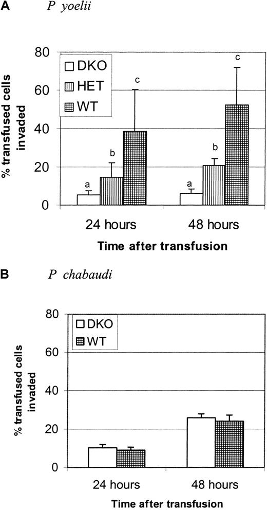 Fig. 3. WT erythrocytes are invaded more efficiently than DKO erythrocytes. / Each graph is representative of 2 identical experiments. (A) RBCs from DKO, HET, or WT mice were biotinylated and transfused into BALB/c mice infected with P yoelii to measure the parasite invasion rate using the in vivo invasion assay. Recipient mice were bled at 24 and 48 hours after transfusion. Data are presented as the mean and standard deviation of the percentage of transfused cells that are thiazole orange positive. The invasion rate of P yoelii is significantly greater in the WT-type RBCs than in DKO RBCs or HET RBCs. Groups with different letters are significantly different from each other (P < .0001). (B) In a separate experiment, the invasion rate of P chabaudi at 24 and 48 hours was measured in DKO and WT RBCs. There is no difference in invasion rate between the groups at either time point after infection.