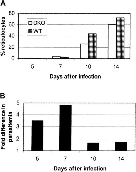 Fig. 4. The difference in parasitemia between. / P yoelii–infected DKO and WT mice decreases when reticulocytes enter the circulation. Data shown are derived from one representative infection experiment and are presented as the mean of 6 infected mice in each group. (A) There is a dramatic increase in the percentage of circulating reticulocytes beginning at day 10 after infection. (B) This corresponds to a drop in the fold difference in parasitemia from 4.8 (day 7) to 1.6 (day 10).
