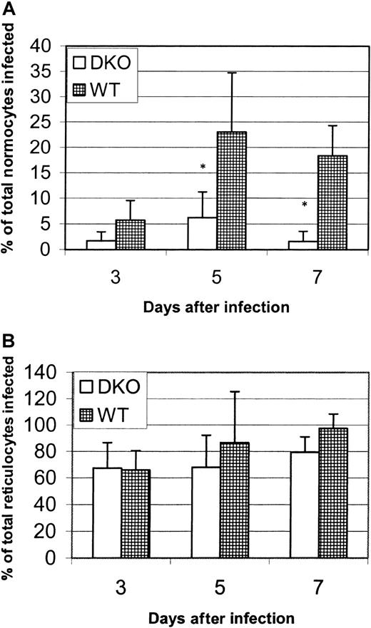 Fig. 5. P yoelii infection of normocytes and reticulocytes in vivo. / Wright-Giemsa–stained thin blood smears from P yoeliiexperiment 1 (Figure 2) were recounted, and the percentage of total normocytes infected or the percentage of total reticulocytes infected was calculated (see “Materials and methods”). Each data point represents the mean ± SD. Significance (P < .05) is represented by asterisks. (A) The percentage of normocytes infected. (B) The percentage of reticulocytes infected. In the absence of the Duffy antigen, P yoeliiparasites are significantly impaired in their ability to invade normocytes and to preferentially invade reticulocytes.
