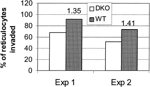 Fig. 6. P yoelii invades reticulocytes with almost equal efficiency. / Reticulocyte-rich blood from DKO or WT mice was biotinylated and transfused into 4 BALB/c mice infected with P yoelii to measure the parasite invasion rate using the in vivo invasion assay. Each of 2 experiments is represented on the graph. Recipient mice were bled at 6 hours after transfusion, and the blood from mice of each group was pooled. Biotinylated cells were positively selected by a magnetic column using streptavidin-coated beads. Percentages of reticulocytes invaded were determined by counting the percentage of reticulocytes infected on Wright-Giemsa–stained cytocentrifuge preparations of the biotin-positive RBCs. Numbers above the bars represent the fold difference in invasion rate.