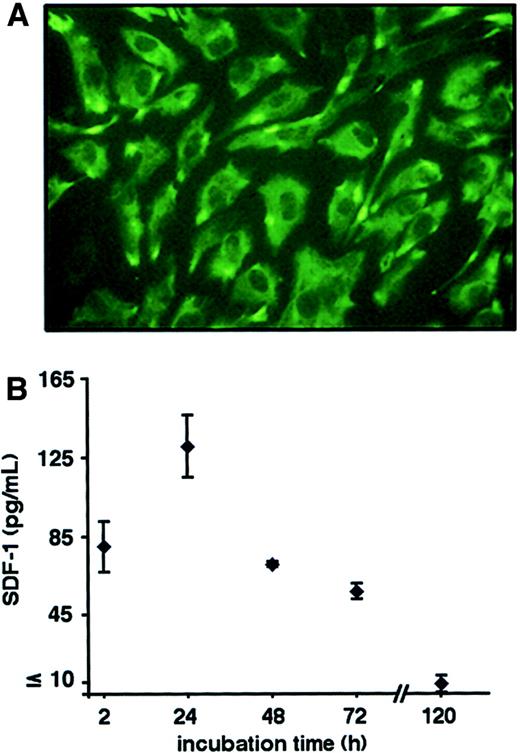 Fig. 2. Primary cultures of endothelial cells express SDF-1. / (A) Immunofluorescence staining of HUVECs grown on gelatin-coated wells. Cells were fixed with 3.5% formaldehyde and stained with a murine monoclonal anti–SDF-1 antibody (IgG1, clone 79018.111). Antibody binding was revealed by FITC-labeled goat antimouse IgG antibodies. Control staining with mouse IgG1 (hybridoma clone 11711.11) and FITC-labeled goat antimouse IgG antibodies was negative (not shown). (B) SDF-1 detected in the supernatant of HUVECs measured by specific ELISA. Cells (3 × 104/mL) plated on Matrigel-coated chamber slides were incubated for the indicated time intervals. Results reflect the means (± SD) of 3 independent HUVEC cultures. Assay sensitivity for SDF-1 was calculated at approximately 10 pg/mL.