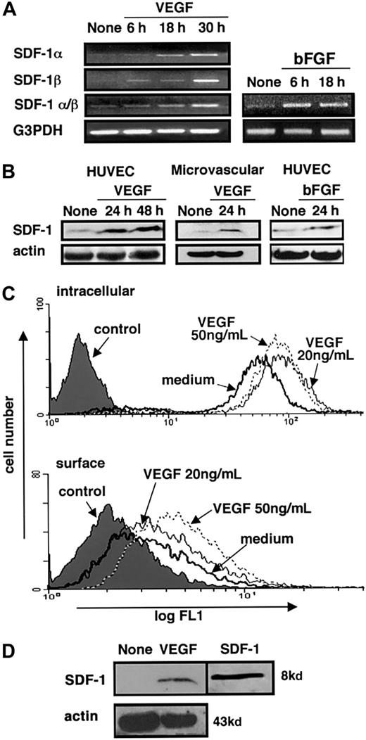 Fig. 3. SDF-1 expression in endothelial cells and regulation by VEGF. / HUVECs or human dermal microvascular endothelial cells were first starved of growth supplements by incubation in medium alone for 20 to 24 hours and then cultured in medium alone or in medium supplemented with VEGF. At the indicated time points, total RNA was extracted, and cell lysates or membrane extracts were prepared. (A) Semiquantitative RT-PCR analysis of SDF-1α and β expression in HUVECs cultured in medium alone, with VEGF (50 ng/mL), or with bFGF (25 ng/mL) for the indicated time periods. RNA preparations were tested by parallel RT-PCR amplification for G3PDH. (B) Western blot analysis of SDF-1 expression in HUVECs cultured in medium alone, with VEGF (50 ng/mL), or bFGF (25 ng/mL) and human dermal microvascular endothelial cells cultured with medium alone or VEGF (50 ng/mL) detected by affinity-purified rabbit antihuman SDF-1α antibodies. Loading accuracy was tested by membrane reprobing with antibodies to actin. (C) Flow cytometric analysis of surface and intracellular SDF-1 expression in HUVECs cultured for 24 hours in medium alone or with VEGF (20 or 50 ng/mL). Cells were stained with either a murine monoclonal antihuman–mouse SDF-1 antibody (IgG1, clone 79018.111) or isotype-matched control antibody (hybridoma clone 44716.14) followed by an FITC-labeled goat antimouse IgG antibody. (D) Western blot analysis of SDF-1 expression in membrane preparations of HUVECs cultured for 24 hours in medium alone or with VEGF (50 ng/mL) detected by rabbit anti–SDF-1 antibodies. Loading accuracy was verified by reprobing the membranes with anti-actin antibodies. Recombinant SDF-1 (5 ng) was run in parallel.