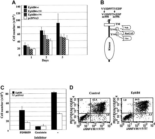 Fig. 2. Mutation of EphB4 juxtamembrane tyrosine residues or tyrosine kinase inhibition abolishes the cell growth effect of transduced EphB4. / (A) Wild-type EphB4 (EphB4wt), mutants EphB4 (EphB4m590 and EphB4m596), and pcDNA3 (vector) were stably transfected in 32D cells and selected for G418-resistance for 3 weeks. Cell proliferation assay was performed in the presence of 0.1 ng/mL IL-3. Data represent the mean ± SD of 3 experiments (each in duplicate). (B) Schematic representation of mutations inEphB4 intracellular domain. (C). EphB4-expressing and control 32D (pcDNA3) cells were incubated in 0.1 ng/mL IL-3 with 50 μM PD98059 (protein kinase C inhibitor) or 100 μM genistein (tyrosine kinase inhibitor) for 48 hours. Data represent the mean ± SD for 3 experiments (each in duplicate). (D) Apoptosis analysis. EphB4-expressing and control 32D (pcDNA3) cells were incubated in 0.1 ng/mL IL-3 for 3 days. Cells were stained with Annexin V-FITC antibodies and analyzed by FACS.