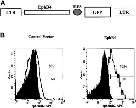 Fig. 3. Cell surface expression of EphB4 in UBC CD34+ cells by retroviral transduction. / (A) Structure of MSCV-EphB4 retrovirus EphB4 carrying the cDNA for EphB4 and GFP. (B) Flow cytometric analysis (FACS) of MSCV-EphB4 expression. UBC CD34+ cells were purified by an immunomagnetic separation system and transduced with MSCV-EphB4 (right) or MSCV-GFP vector (left). EphB4 ligand, ephrinB2, was conjugated with APC and was used to detect the cell surface expression of EphB4 receptor by FACS for ephrinB2 binding on CD34+GFP+ cells.