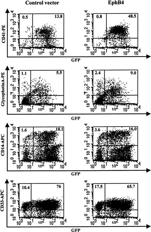 Fig. 4. Enhancement of megakaryocytic and erythrocytic differentiation in CD34+ cells by EphB4. / CD34+ cells were transduced with MSCV-GFP (left) or MSCV-EphB4 (right). GFP+ cells were then sorted and cultured in the presence of SCF, IL-3, and IL-6 for 7 days. Two-color FACS was performed for the expression of CD41-phycoerythrin and CD14-APC or the expression of glycophorin A-PF (gpA-PE) and CD33-APC. Data shown are from 1 representative experiment of 5 or 6 experiments with data summarized in the text.