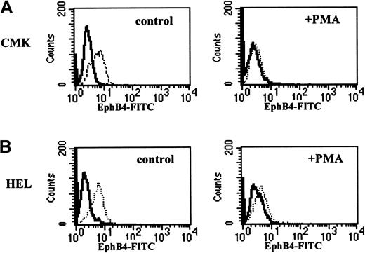 Fig. 5. Down-regulation of EhpB4 expression on megakaryoblast CMK and HEL cells during terminal megakaryocytic differentiation. / CMK (A) and HEL (B) cells were cultured in the absence (left) or the presence of 100 nM PMA (right) for 2 days. EphB4 expression was analyzed by FACS using anti-EphB4, FITC-conjugated monoclonal antibody (right, dotted line).