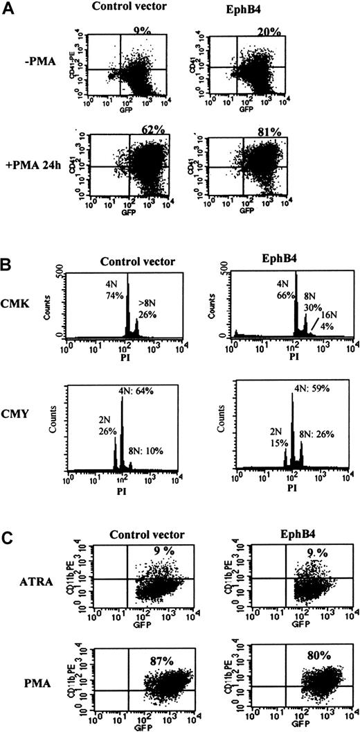 Fig. 6. Effects of EphB4 overexpression on cell lines. / (A) CMK cells were transduced with MSCV-GFP (left) or MSCV-EphB4 (right). GFP+ cells were sorted and cultured in the absence or the presence of 100 nM PMA for 24 hours. Expression of the megakaryocytic marker CD41 was evaluated by FACS using anti-CD41 PE-conjugated monoclonal antibody. Data from 3 independent experiments are summarized in the text. (B) Ploidy analysis of CMK and CMY. CMK or CMY cells transduced by MSCV-GFP (left) or MSCV-EphB4 (right) were sorted and cultured for 3 days. Cells were fixed and stained with 50 μg/mL propidium iodide. Ploidy values were determined by plotting propidium iodide fluorescence of the cells using a semilogarithmic scale. (C) HL-60 cells transduced with MSCV-GFP (left) or MSCV-EphB4 (right). GFP+ cells were sorted and cultured in the presence of 2 μM all-trans retinoic acid for 5 days (upper) or in the presence of 4 nM PMA for 3 days (lower). Other time point data were not shown here. Expression of the granulocytic and monocytic marker CD11b was evaluated by FACS using anti-CD11b PE-conjugated monoclonal antibody. Data presented are from a representative experiment of 3 performed for panels A, B, and C.