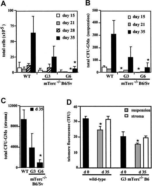 Fig. 1. Hematopoietic cell production, CFU-GM production, and telomere length of hematopoietic cells in wildtype, G3, and G6 mTerc−/− LTBMCs from different generations and genetic backgrounds. / Cultures were established from G3 and G6 mTerc−/− B6/Sv mice (panels A-C) or G3 mTerc−/− B6 mice (panel D) and were maintained in Myelocult M5300 medium plus 10−6 M hydrocortisone at 32°C, with weekly exchange of half of the medium. (A) (B) Total cells (panel A) and total CFU-GMs (panel B) in suspension per culture flask, were evaluated at weekly intervals. (C) At 5 weeks after initiation of the culture, the stromal layer of LTBMC was detached, and total CFU-GMs in stroma were evaluated. (D) Telomere fluorescence of total BM cells at the time of establishing LTBMC (day 0) was evaluated by flow-FISH (black bars); at the end of the cultures (day 35), telomere length of hematopoietic cells in suspension cells (gray bars) and hematopoietic cells in stroma (white bars) was also evaluated by gating the population of intermediate forward light scatter and low right-angle light scatter, characteristic of lymphoblastoid hematopoietic cells. Results are expressed as the mean ± SD of 3 different experiments *P < .01; mTerc−/− versus wildtype animals, for panels A-C; day 35 versus day 0 telomere length, for panel D.