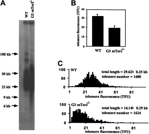 Fig. 4. Characterization of telomeres of BM cells from wildtype and G3 mTerc−/− B6 animals by telomere restriction fragment, Q-FISH, and flow-FISH analysis. / (A) Telomere length estimation by telomere restriction fragments in pools of primary BM cells from 3 wildtype and 3 G3 mTerc−/− B6 animals used for transplants into irradiated hosts. The telomere restriction fragments were separated by pulse-field gel electrophoresis, blotted, and hybridized to a P32-labeled TTAGGG probe. Note the presence of low–molecular weigth TRFs in the G3 mTerc−/− cells, which correspond to telomeres of 20 kb to fewer than 6 kb. (B) The same cells were hybridized with a flourescent PNA probe to measure telomere length by flow-FISH. Results are expressed as the mean ± SD of 3 different animals. (C) Telomere length distribution of primary and transplanted BM metaphase cells as determined by Q-FISH with the use of a telomeric PNA-Cy3 probe. The G3 mTerc−/− cells showed a lower telomere flourescence and a change in size distribution toward shorter telomeres. Ten metaphases obtained from a pool of BM cells from 3 different animals were analyzed. A telomere fluorescent unit (TFU) corresponds to 1 kb telomeric DNA.