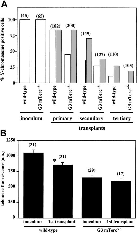Fig. 5. Evaluation of exogenous reconstitution of transplanted irradiated hosts by wildtype and G3 B6 mTerc−/− bone marrow cells. / (A) Quantification of Y chromosome–positive cells in the BM of irradiated female hosts after primary, secondary, and tertiary transplants with wildtype and G3 mTerc−/− B6 male BM cells. Quantification was performed by chromosome painting with a mouse whole-chromosome painting probe directly labeled with Cy3. A pool of BM cells from 4 different animals was used; the number of cells analyzed is represented above each bar. Grey bars indicate the expected exogenous reconstitution, taking into account the reduction in the percentage of Y+ cells inoculated in each sequential transplant. (B) Quantification of telomere fluorescence by Q-FISH in male nuclei of wildtype and G3 mTerc−/− B6 BM cells used as inoculum for transplants and 5 months after transplantation of those cells into irradiated female recipients. The telomere fluorescence was analyzed in nuclei that were positive for the Y-chromosome painting probes in a second sequential hybridization. The number of nuclei analyzed is represented above each bar. Results are expressed as the mean ± SE. *P < .01 for inoculum versus primary transplant.