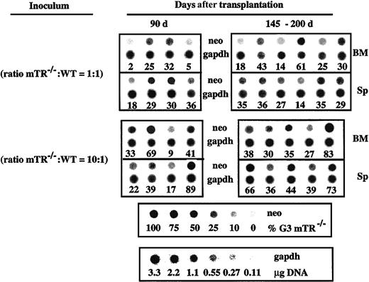 Fig. 7. Competitive long-term repopulating ability of G3 mTerc−/− B6 BM cells. / Groups of 10 irradiated recipient mice were inoculated with different proportions (1:1 and 10:1) of G3 mTerc−/− B6 versus wild type BM cells; 2 × 105 wildtype cells were inoculated in all animals, and the number of mTerc−/−cells was 2 × 105 and 2 × 106 in the 2 groups, respectively. The wild type and mTerc−/− BM cell suspensions were a pool of cells from 4 different animals. Recipients were killed at 90 (all groups), 145 (1:1 group), and 200 days (10:1 group) after transplantation, and the competitive repopulating ability of the test populations was evaluated by hybridization of BM and spleen (Sp) DNA with a neor-specific probe (which has replaced the mTerc gene in the mTerc−/− mice). Signal intensity was analyzed by densitometer by means of the ImageQuant program (Amersham Biosciences, Sunnyvale, CA). A titration of mixtures of different proportions of mTerc−/−-to-wild type splenic DNA is shown in the bottom of the Figure; this was used to quantitate the densitometric analysis of the autoradiography. Hybridization with a fragment of the GAPDH monocopy gene was carried out to correct DNA loading in the dot blot membranes; the corresponding control for GAPDH hybridization is shown in the bottom panel. Each sample in the dot blot represents a transplanted individual. Data are represented as the percentage of reconstitution by G3 mTerc−/− B6 BM cells.