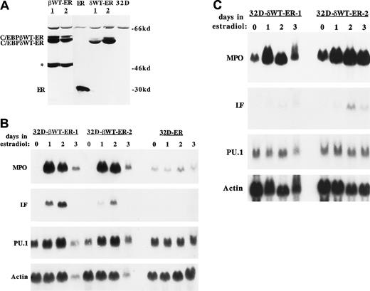 Fig. 1. Effect of C/EBPβ or C/EBPδ on granulopoiesis. / C/EBPβ or C/EBPδ induces granulopoiesis. (A) Total cellular proteins corresponding to 1 × 106 cells, from subclones transduced with pBabePuro-C/EBPβWT-ER (βWT-ER), pBabePuro-ER (ER), or pBabePuro-C/EBPδWT-ER (δWT-ER) or from parental 32D cl3 cells (32D) were subjected to Western blotting with the use of a human ER antiserum. The position of a truncated C/EBPβWT-ER isoform is indicated by an asterisk. (B) 32D-C/EBPβWT-ER-1 cells, 32D-C/EBPβWT-ER-2 cells, and 32D-ER cells were exposed to 1 μM estradiol for 0, 1, 2, or 3 days. Total RNAs prepared each day were subjected to Northern blotting for MPO, LF, PU.1, and β-actin by sequential probing of the same blot. (C) 32D-C/EBPδWT-ER-1 and 32D-C/EBPδWT-ER-2 cells were analyzed similarly.