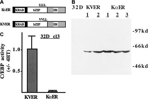 Fig. 2. An inducible dominant inhibitor of C/EBP-regulated genes. / (A) KRAB-C/EBPα-ER (KαER) and KRAB-C/EBPα-1,2Val-ER (KVER) are diagrammed. The KRAB segment is a transrepression domain derived from Kox-1. The C/EBPα segment contains the C/EBPα DNA-binding domain, but not its trans-activating domains. All C/EBP family members have a common DNA-binding consensus, and it is therefore expected that each will be inhibited by KαER. The ER segment is responsive to 4HT. In KVER, mutation of 2 leucines (L) to valine (V) prevents DNA binding. (B) Total cellular proteins corresponding to 1 × 106 cells, from 32D cl3 cells or from subclones transduced with pBabe-KVER or pBabe-KαER, were subjected to Western blotting with the use of a murine ER antiserum. (C) First, 5 × 106 32D–KαER-1 and 32D–KVER-2 cells proliferating in IL-3 were transfected with 20 μg p(C/EBP)2TKLUC and 1.0 μg pCMV-βGal with the use of diethylaminoethyl-dextran. One-half of each culture was then treated with 200 nM 4HT and the other half with 0.1% ethanol. Luciferase and βGal activities were assessed 2 days later. The ratio of reporter activity (activity with 4HT/activity without 4HT), normalized to the internal control, is shown for each condition (mean and SE from 2 experiments).