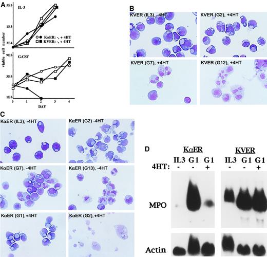 Fig. 3. Effect of C/EBP when 32D cl3 cells are cultured in G-CSF. / C/EBP inhibition leads to apoptosis without differentiation when 32D cl3 cells are cultured in G-CSF. (A) First, 2 × 10432D–KαER-1 (circles) or 32D–KVER-2 (squares) cells were cultured in IL-3 either without 4HT (open) or with 4HT (filled), and viable cell counts were obtained daily. Results of a typical experiment are shown (top). Then, 2 × 105 32D–KαER-1 or 32D–KVER-2 cells were transferred to G-CSF without or with 4HT, and viable cell counts were again obtained daily (bottom). (B) Morphology of 32D–KVER-2 cells in IL-3 and after transfer to G-CSF for 2, 7, or 12 days (G2, G7, G12) with 4HT. Wright-Giemsa stain, original magnification ×100. (C) Morphology of 32D–KαER-1 cells in IL-3, after transfer to G-CSF for 2, 7, or 13 days (G2, G7, G13) without 4HT, or in G-CSF for 1 or 2 days (G1, G2) with 4HT. Wright-Giemsa stain, original magnification ×100. (D) Total cellular RNAs were prepared from 32D–KαER-1 or 32D–KVER-2 cells proliferating in IL-3 or 1 day after transfer to G-CSF, without or with 4HT. These RNAs, 20 μg per lane, were subjected to Northern blot analysis for MPO and β-actin.
