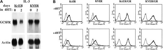 Fig. 4. Effect of C/EBP inhibition on endogenous and exogenous G-CSFR expression. / Inhibition of C/EBPs reduces endogenous, but not exogenous, G-CSFR expression. (A) Total cellular RNAs were prepared from 32D–KαER-1 and 32D–KVER-2 cells proliferating in IL-3, after exposure to 4HT or the ethanol vehicle for 2 days. These RNAs were subjected to Northern blotting for G-CSFR and β-actin. (B) The 32D–KαER-1, 32D–KVER-2, 32D-KαER/GR, and 32D-KVER/GR cells were cultured with 4HT or the ethanol vehicle for 2 days. Then, 2 × 106 cells from each culture were incubated with biotin–G-CSF in the absence (thick lines) or presence (thin lines) of 1000-fold excess unlabeled G-CSF. The cells were then incubated with streptavidin-PE, fixed, and subjected to FACS analysis.