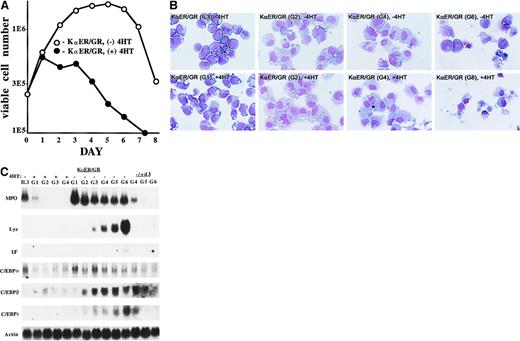 Fig. 5. Effect of C/EBP inhibition on differentiation in response to exogenous G-CSFR. / Inhibition of C/EBPs blocks and even reverses differentiation in response to exogenous G-CSFR. (A) First, 2 × 10532D-KαER/GR cells were transferred to G-CSF without 4HT (○) or with 4HT (●). Viable cell counts performed daily are shown. (B) Cells from these same cultures were cytospun and subjected to Wright-Giemsa staining. Cells are shown in IL-3, after transfer to G-CSF in the absence of 4HT for 2, 4, or 6 days (G2, G4, G6), or after transfer to G-CSF in the presence of 4HT for 1, 2, 4, or 8 days (G1, G2, G4, G8). Original magnification ×100. (C) The 32D-KαER/GR cells were transferred to G-CSF without or with 4HT. A subset of cells cultured in the absence of 4HT for 3 days were then exposed to 4HT (−/+ d3). Total cellular RNAs prepared on days 0, 1, 2, 3, 4, 5, and 6 were subjected to Northern blot analysis, 20 μg per lane, for MPO, lysozyme (Lys), LF, C/EBPα, C/EBPβ, C/EBPε, and β-actin.