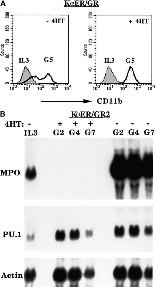 Fig. 6. Effect of C/EBP inhibition on induction of CD11b or PU.1 by G-CSF. / Inhibition of C/EBPs does not prevent induction of CD11b or PU.1 by G-CSF. (A) KαER/GR cells were cultured in G-CSF with and without 4HT, and the expression of CD11b was assessed by FACS analysis daily. Results from a representative experiment on days 0 and 5 are shown. (B) The 32D-KαER/GR2 cells were cultured in G-CSF without or with 4HT, and total cellular RNAs prepared on days 0, 2, 4, and 7 were subjected to Northern blotting for MPO, PU.1, and β-actin.