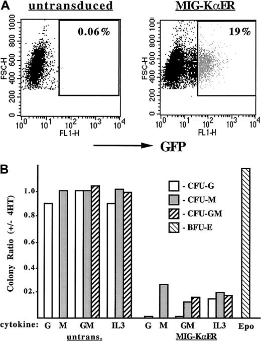 Fig. 7. Effect of C/EBP inhibition on the growth of myeloid colonies from murine marrow. / Inhibition of C/EBPs prevents the growth of myeloid colonies from murine marrow. (A) FACS analysis of murine marrow isolated from 5-FU–treated mice either untransduced (left) or transduced (right) with MIG-KαER. Forward scatter is shown on the y-axis, and GFP expression is shown on the x-axis. Particles with fewer than 280 units of forward scatter were excluded from this analysis, as they are likely to represent cell debris. The gate set for isolation of GFP+ cells from the transduced marrow is also shown. Note that 19% of the transduced cells were GFPbright and that cells with modest or low levels of GFP expression were not collected. (B) The ratio, with and without 4HT, of myeloid CFUs obtained in response to the indicated cytokines, for untransduced or transduced marrow cells, and of erythroid burst-forming units (BFU-Es) from fetal liver cells is shown for a typical experiment. G indicates G-CSF; M, M-CSF; GM, GM-CSF; IL3, IL-3; and Epo, erythropoietin and insulin. An average of 13 CFU-Gs, 130 CFU-Ms, and 23 CFU-GMs per 8 × 103 GFP+-transduced cells were obtained in response to GM-CSF, in the absence of 4HT. BFU-E yields from transduced fetal liver cells averaged 96 per 4 × 104transduced cells.
